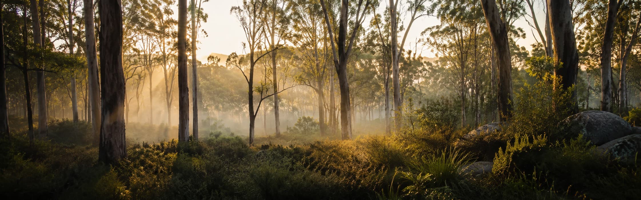 Australian dawn forest